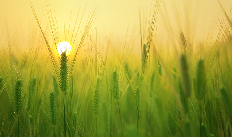 Solunion España apoya al sector agro con soluciones específicas para cubrir sus necesidades de cobertura de riesgos