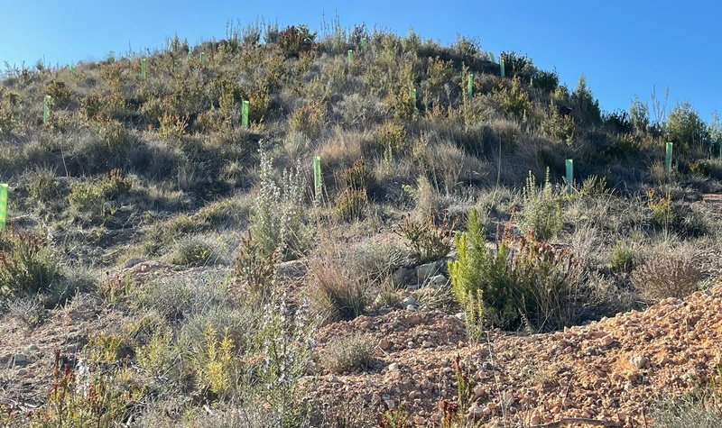 DKV crea el primer bosque memorial por la Covid-19 en recuerdo de sus 768 clientes fallecidos a lo largo del 2020