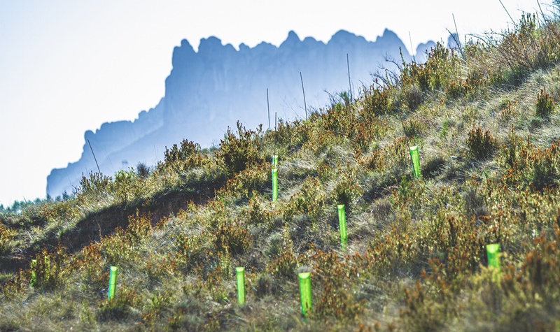 DKV compensa las emisiones de CO2 de los asistentes al Festival Cruïlla plantando 443 árboles