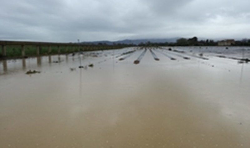 La estimación de daños provocados por la crecida del río Ebro en explotaciones agrícolas y ganaderas supera los 5 millones de euros